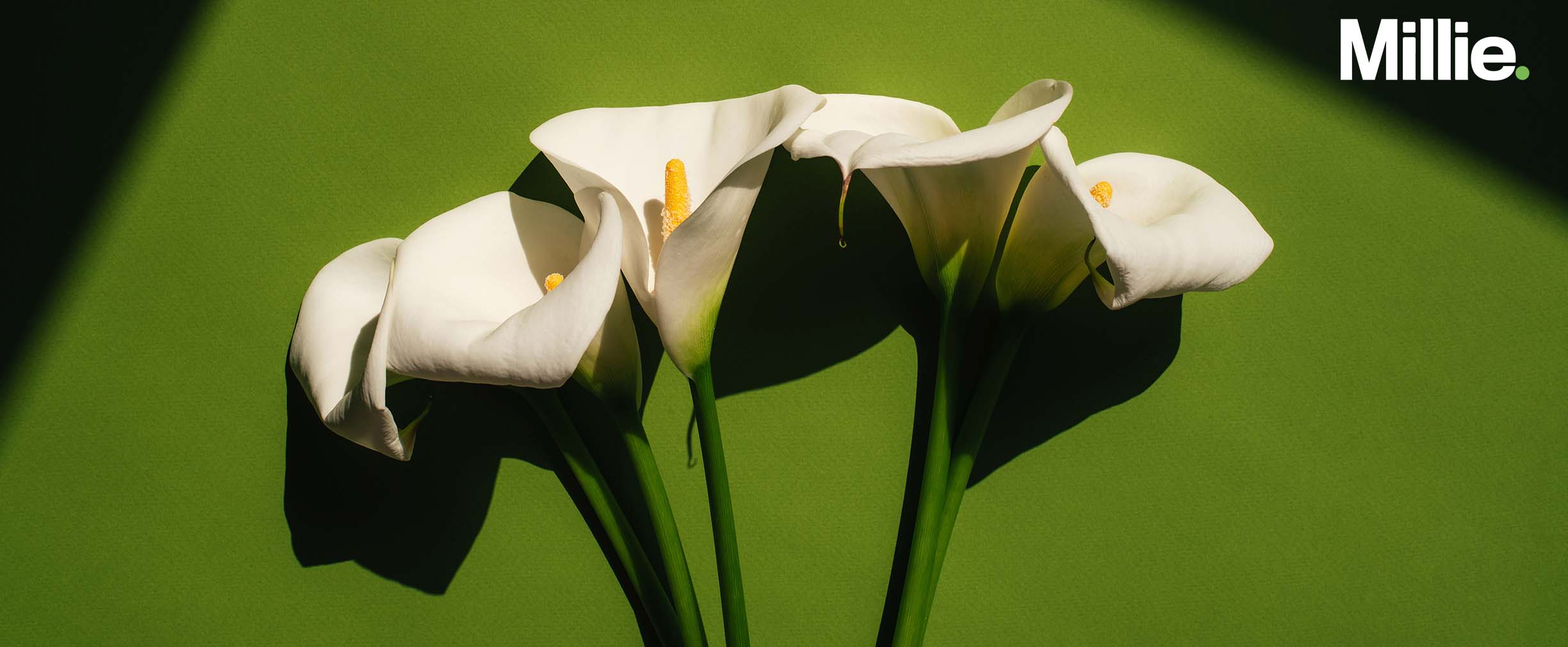 Five white lilies on a plain green background.